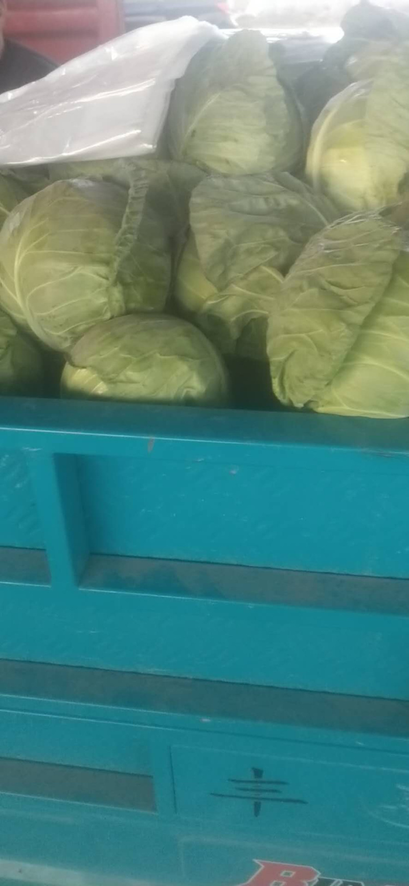 精品甘蓝，量大货好，产地直发，欢迎实地考察