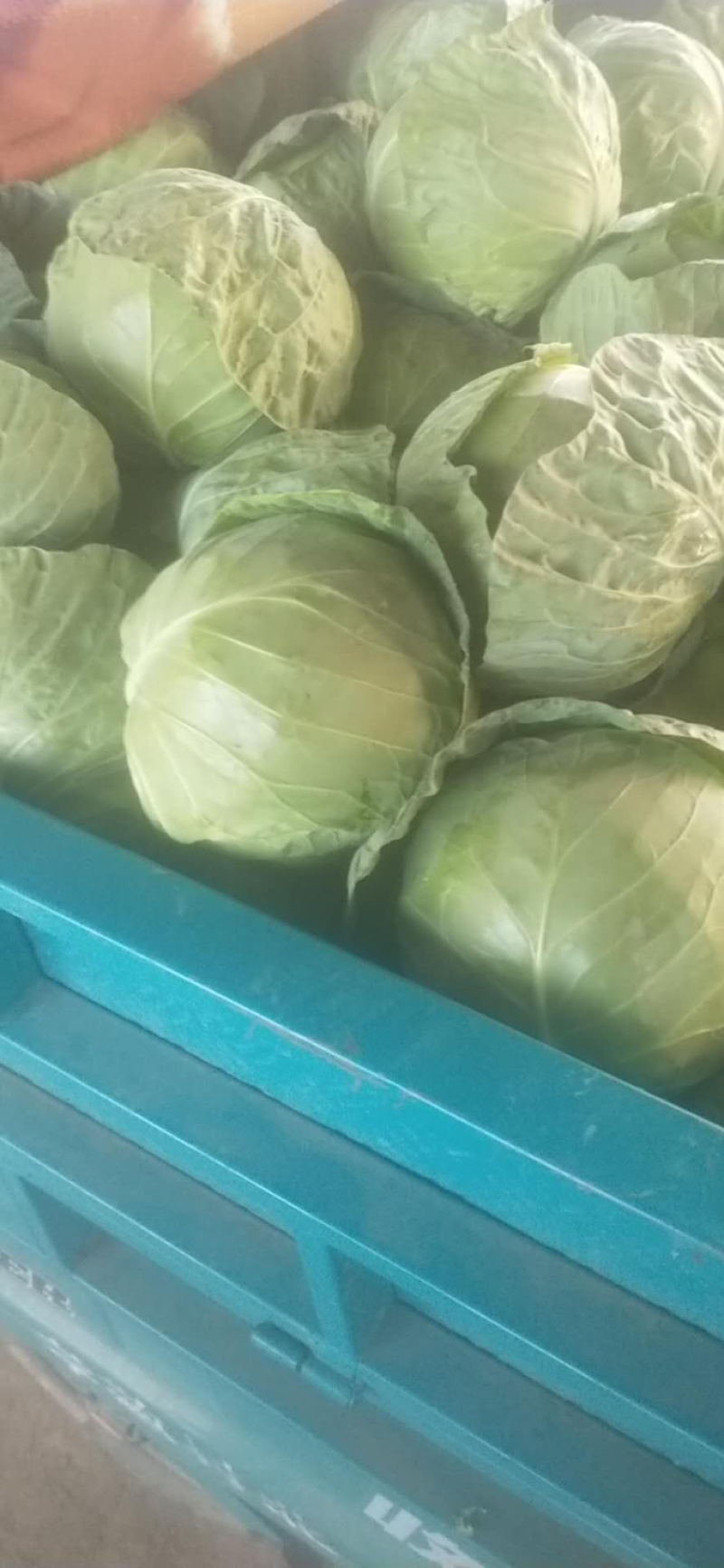 精品甘蓝，量大货好，产地直发，欢迎实地考察