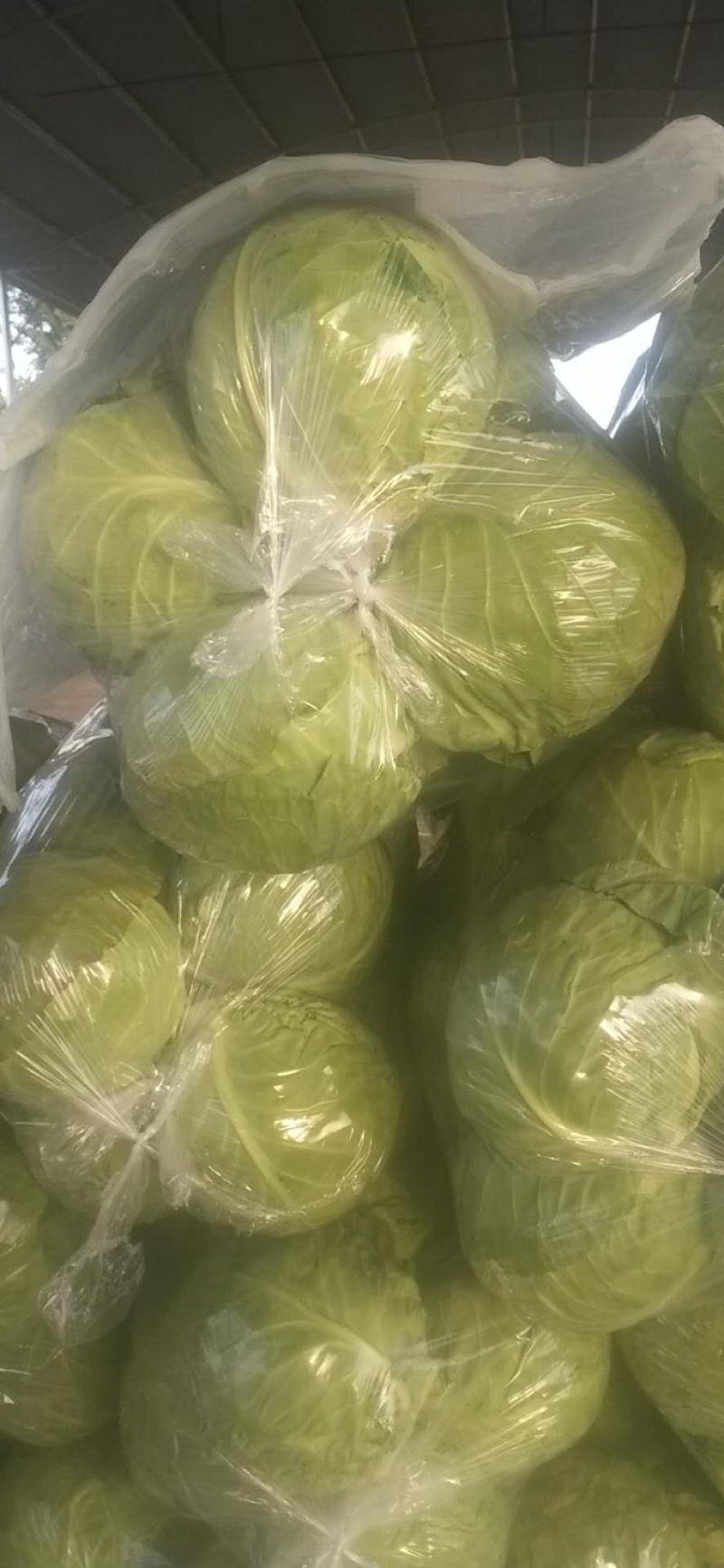 精品甘蓝，量大货好，产地直发，欢迎实地考察