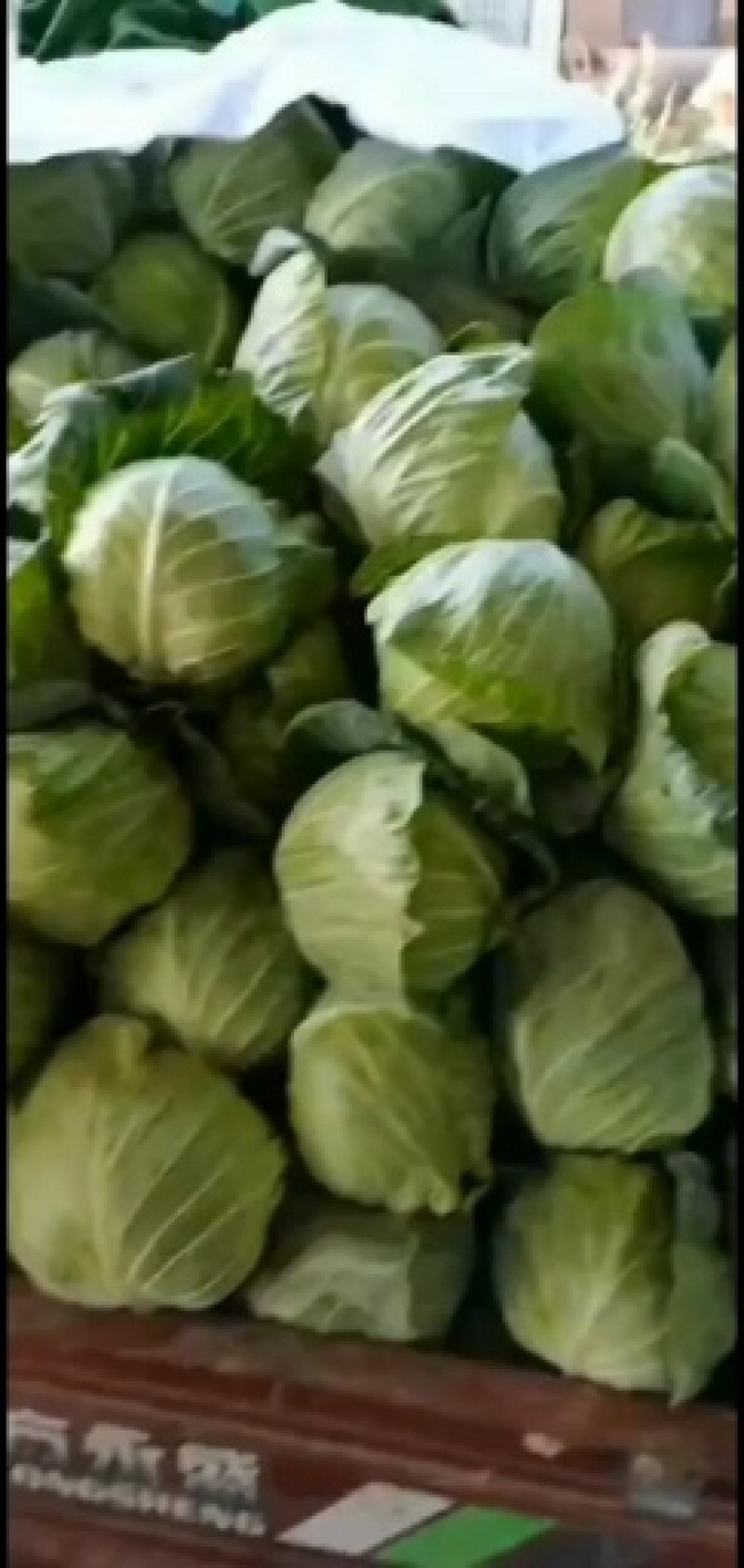 精品甘蓝，量大货好，产地直发，欢迎实地考察