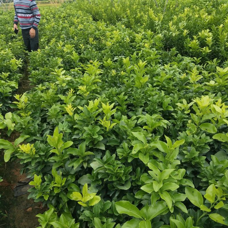 091无核沃柑，普通沃柑，杯苗，裸根苗，品种纯正