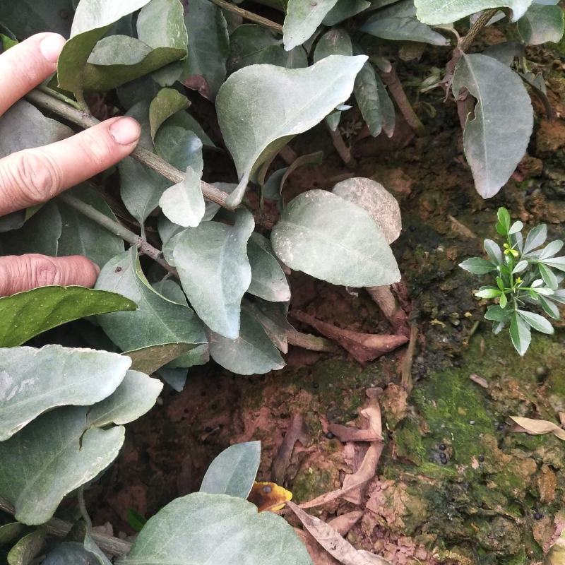091无核沃柑，普通沃柑，杯苗，裸根苗，品种纯正