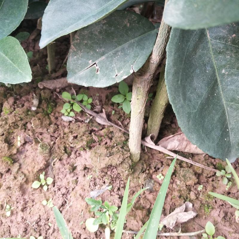 091无核沃柑，普通沃柑，杯苗，裸根苗，品种纯正