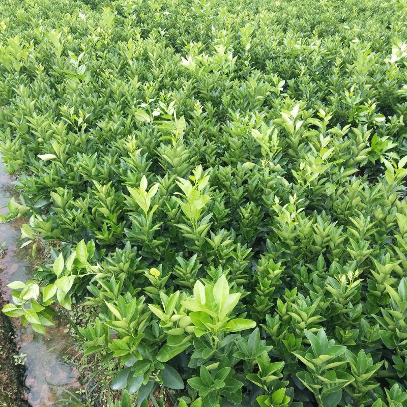 091无核沃柑，普通沃柑，杯苗，裸根苗，品种纯正
