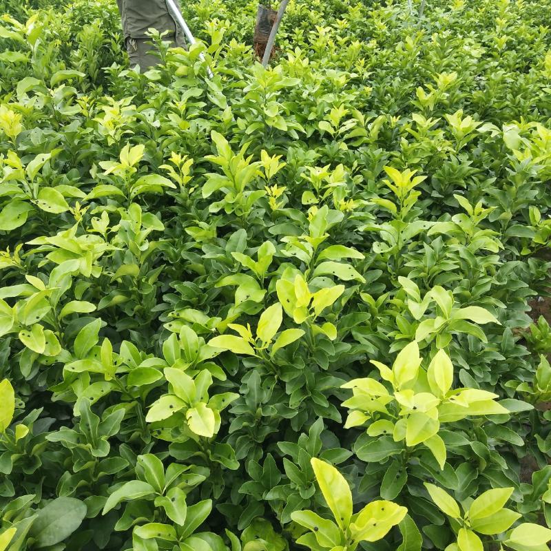 091无核沃柑，普通沃柑，杯苗，裸根苗，品种纯正