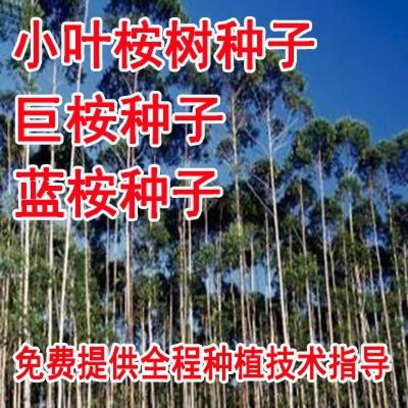 新采桉树种子大小叶桉树柠檬按林木种子速生桉树