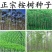 新采桉树种子大小叶桉树柠檬按林木种子速生桉树