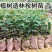 新采桉树种子大小叶桉树柠檬按林木种子速生桉树