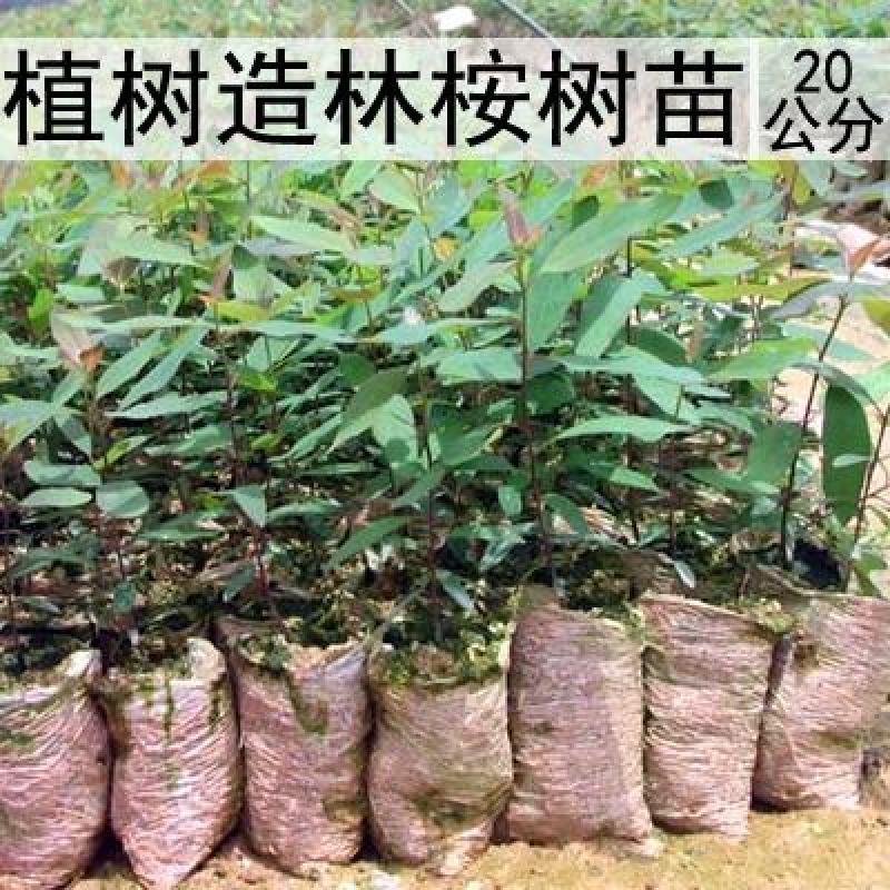 新采桉树种子大小叶桉树柠檬按林木种子速生桉树