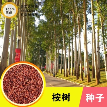 新采桉树种子大小叶桉树柠檬按林木种子速生桉树