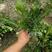 石岩杜鹃，毛娟基地直销，常年供应各种绿化苗木