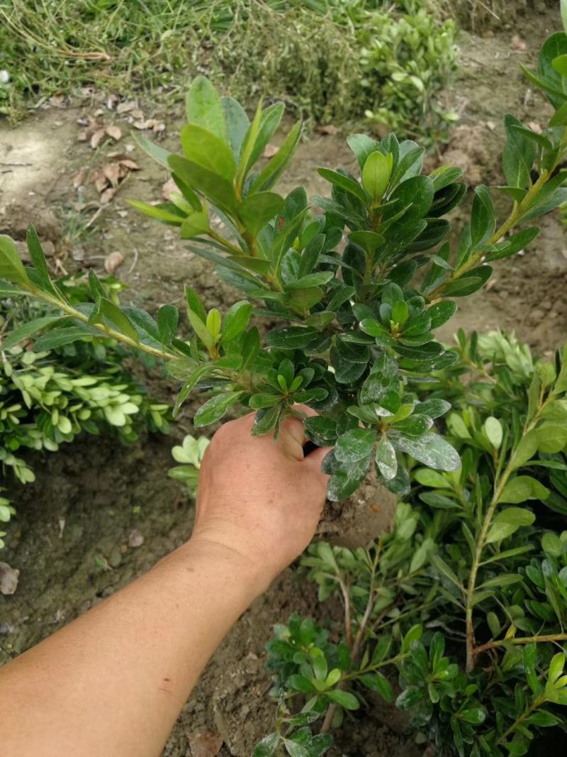 石岩杜鹃，毛娟基地直销，常年供应各种绿化苗木