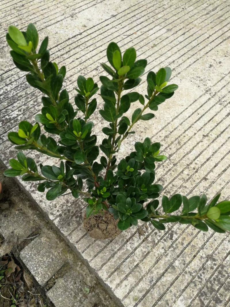 石岩杜鹃，毛娟基地直销，常年供应各种绿化苗木