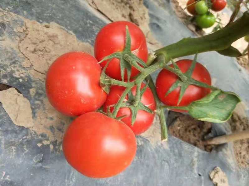耐寒、高产、抗病强，色泽鲜红亮丽。高档硬果精品番茄
