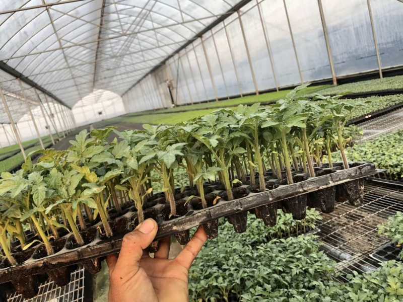 耐寒、高产、抗病强，色泽鲜红亮丽。高档硬果精品番茄