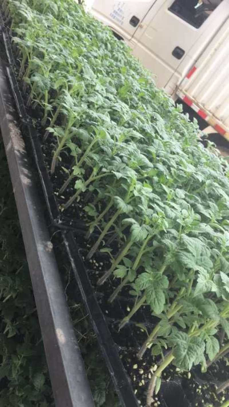 耐寒、高产、抗病强，色泽鲜红亮丽。高档硬果精品番茄