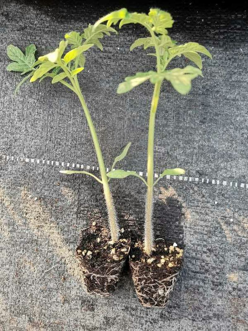 耐寒、高产、抗病强，色泽鲜红亮丽。高档硬果精品番茄