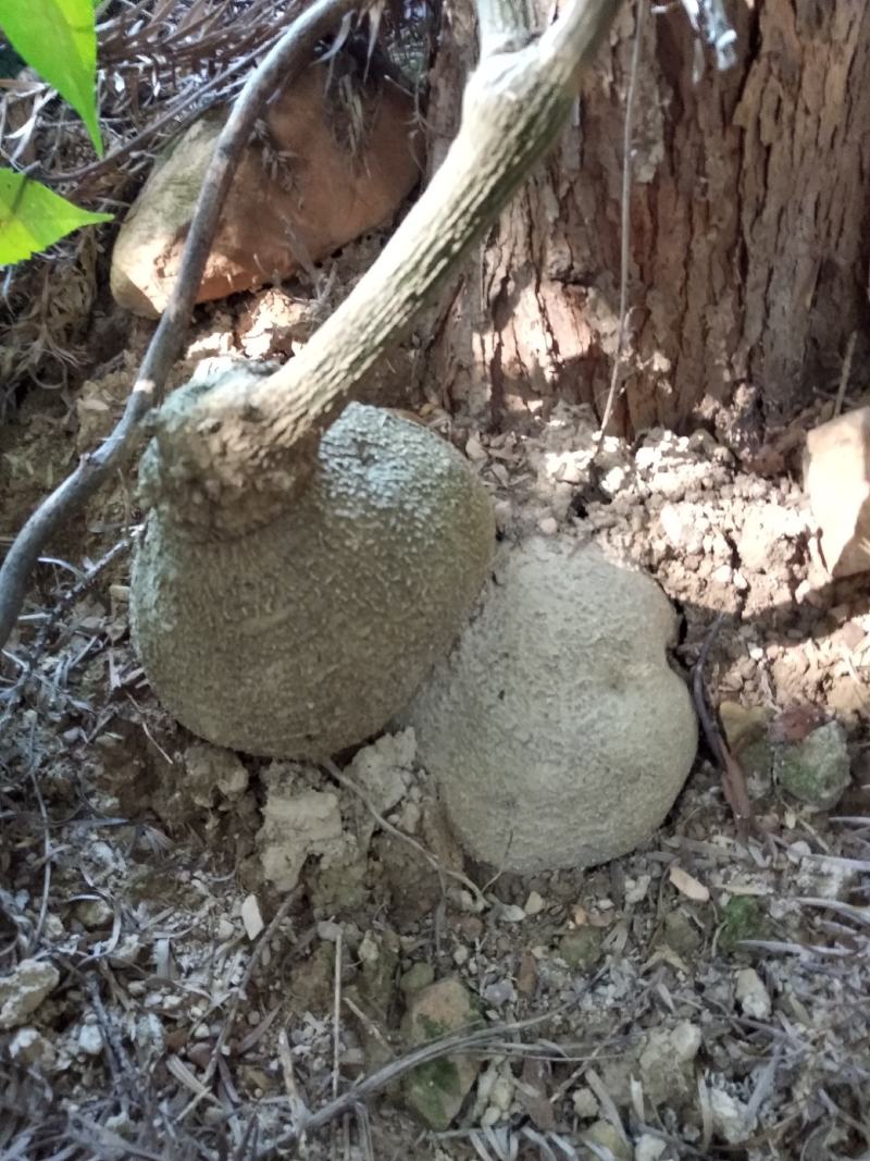 蛇莲：广西大山里面，现挖现卖干货自然晒干，有需要的联系我