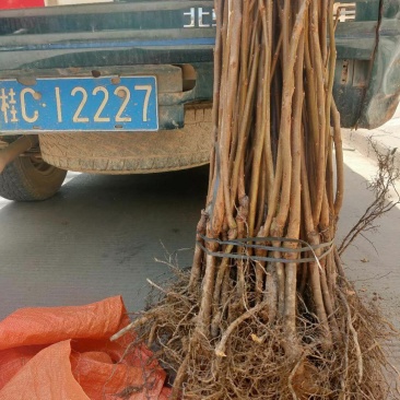 大秋甜柿果苗，品种正宗