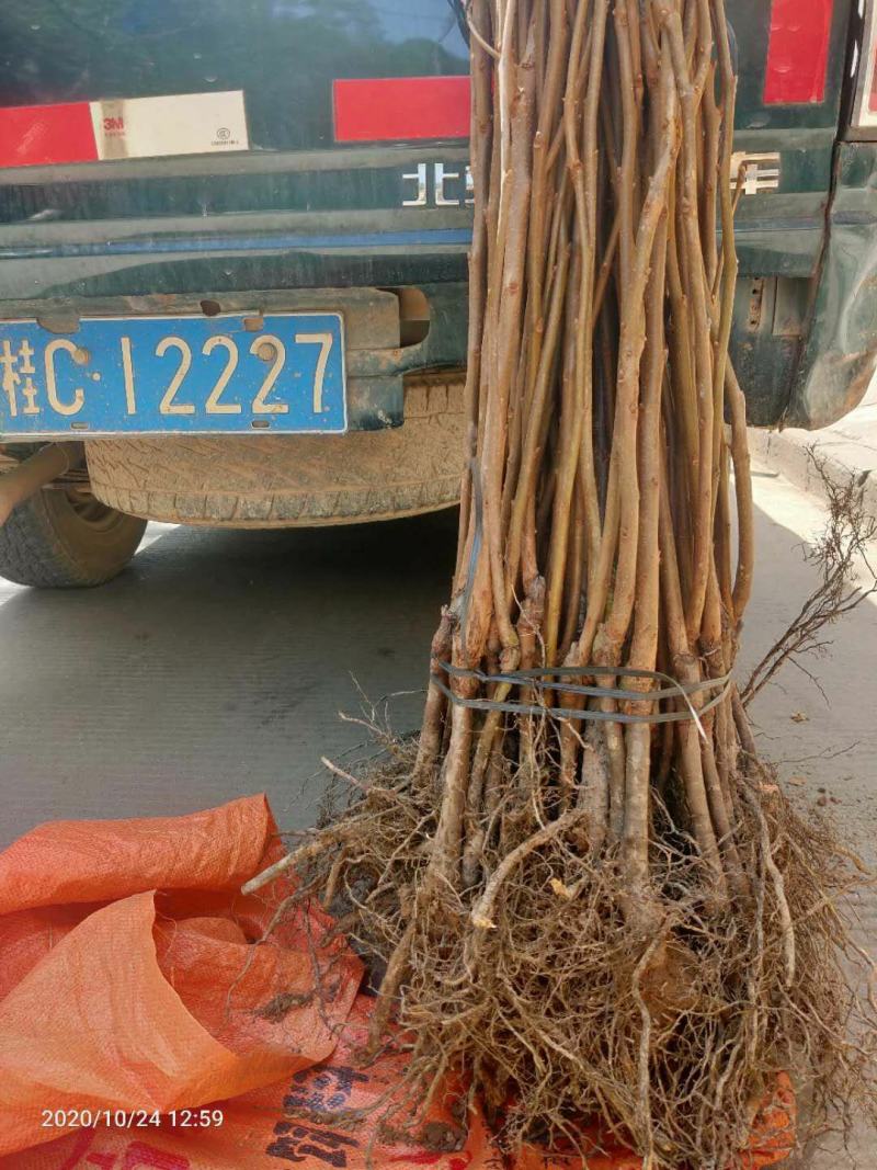 大秋甜柿果苗，品种正宗