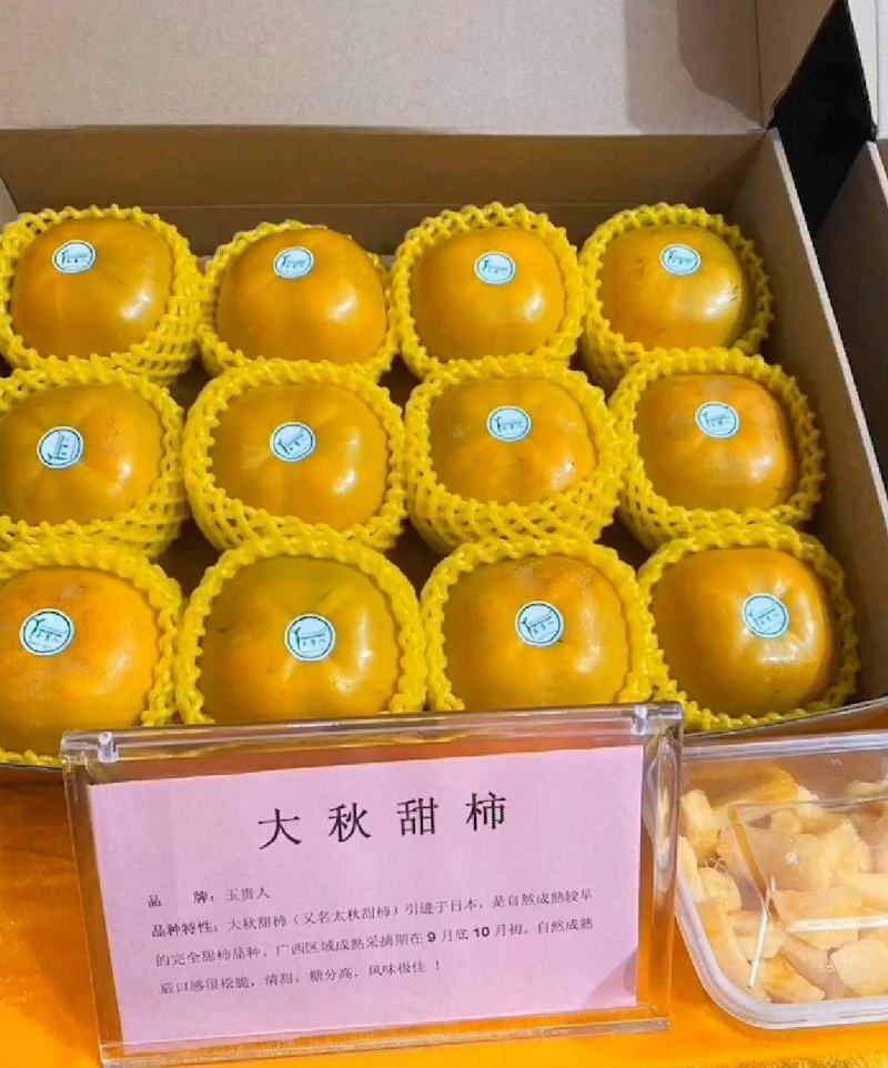 大秋甜柿果苗，品种正宗