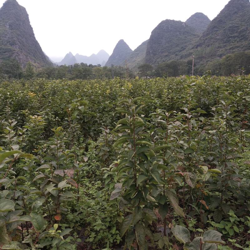 大秋甜柿果苗，品种正宗