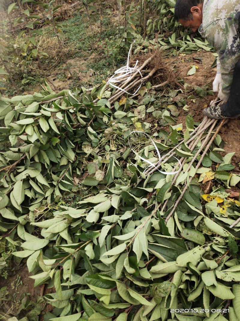 脱毒晚熟丰产稳产品种大果拉宾斯樱桃苗车厘子苗包邮死苗补发