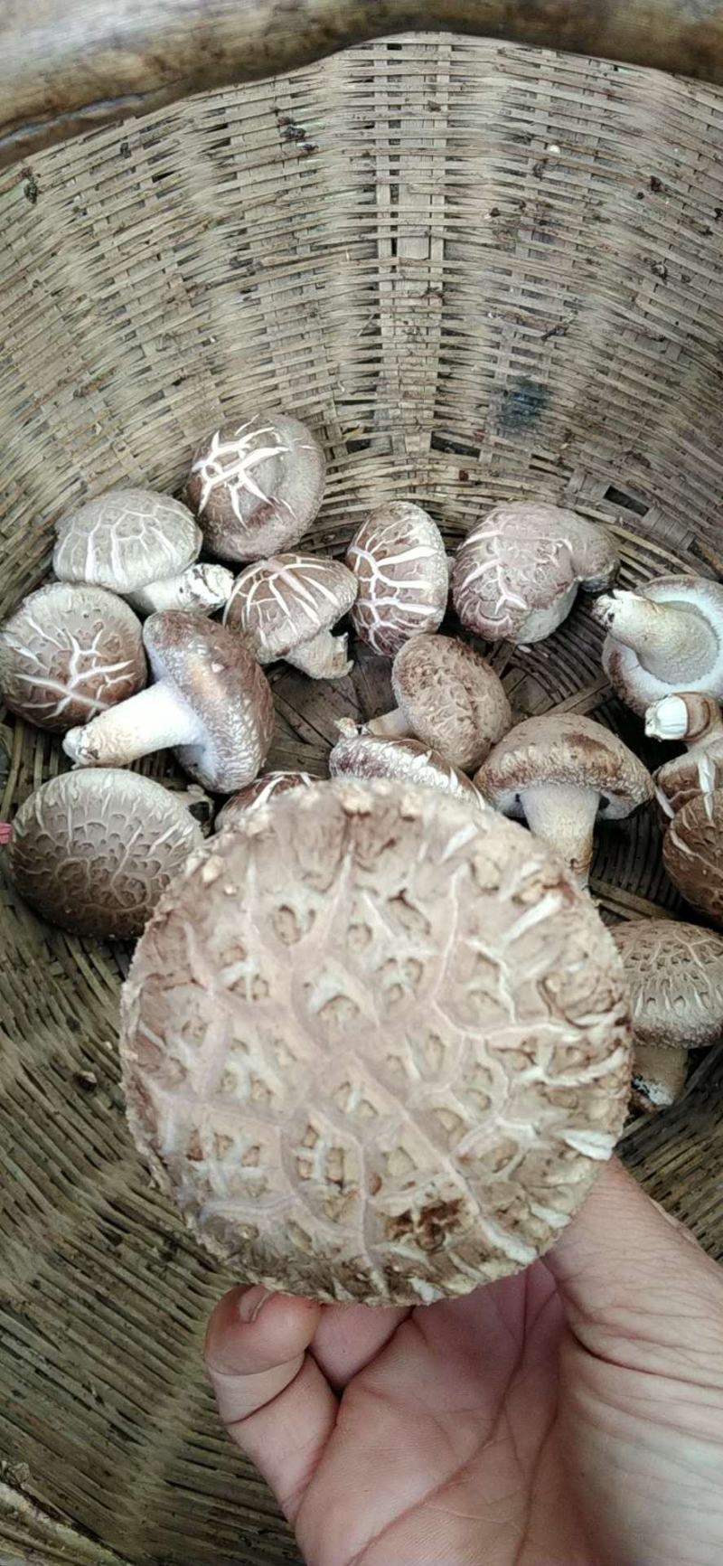 河南内乡深山农户自种春栽鲜菇，爱心助农，鲜货到家
