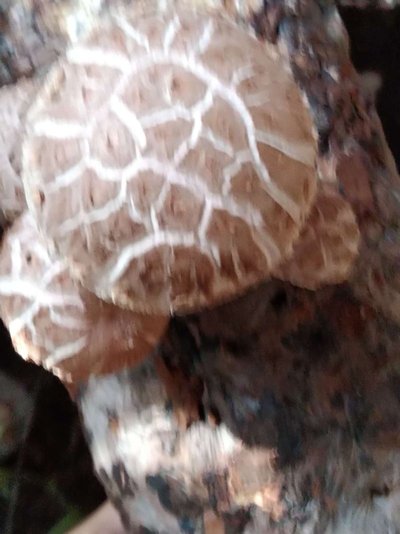 河南内乡深山农户自种春栽鲜菇，爱心助农，鲜货到家