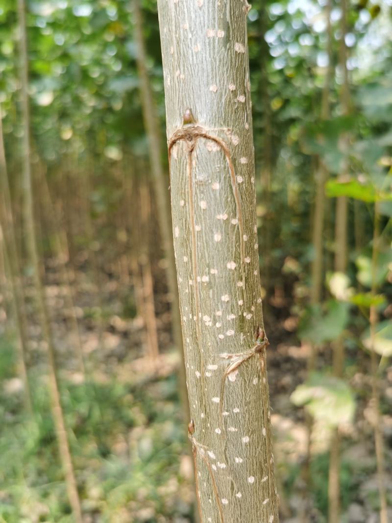 白杨树107速生杨树规格齐全基地直供