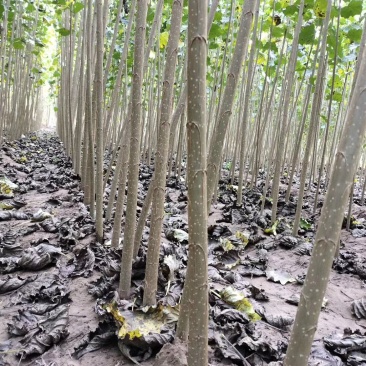 白杨树107速生杨树规格齐全基地直供