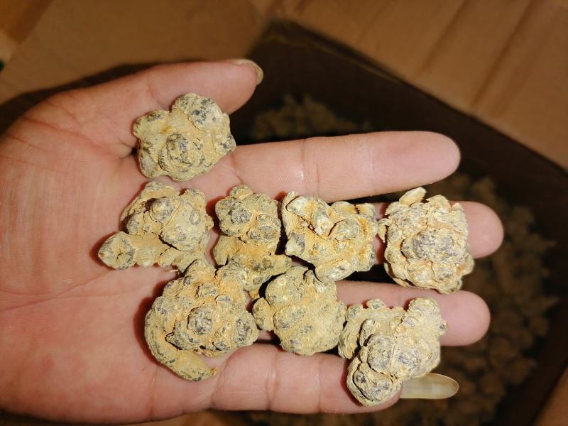 云南文山三七（市场代卖）
