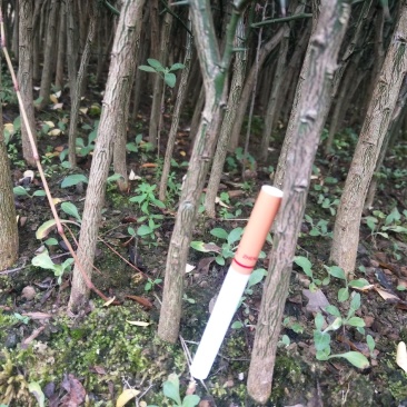 嫁接柑橘品种的积壳苗成品，适合各种柑橘品种