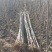 白杨树107速生杨树规格齐全基地直供