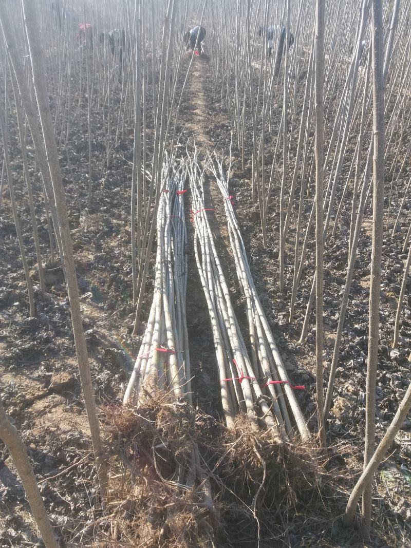 白杨树107速生杨树规格齐全基地直供