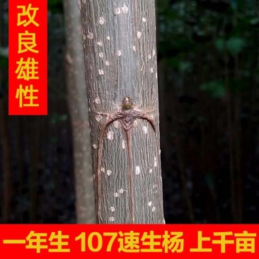 无絮杨树苗规格齐全速生杨树苗107白杨树苗百亩基地