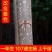 无絮杨树苗规格齐全速生杨树苗107白杨树苗百亩基地