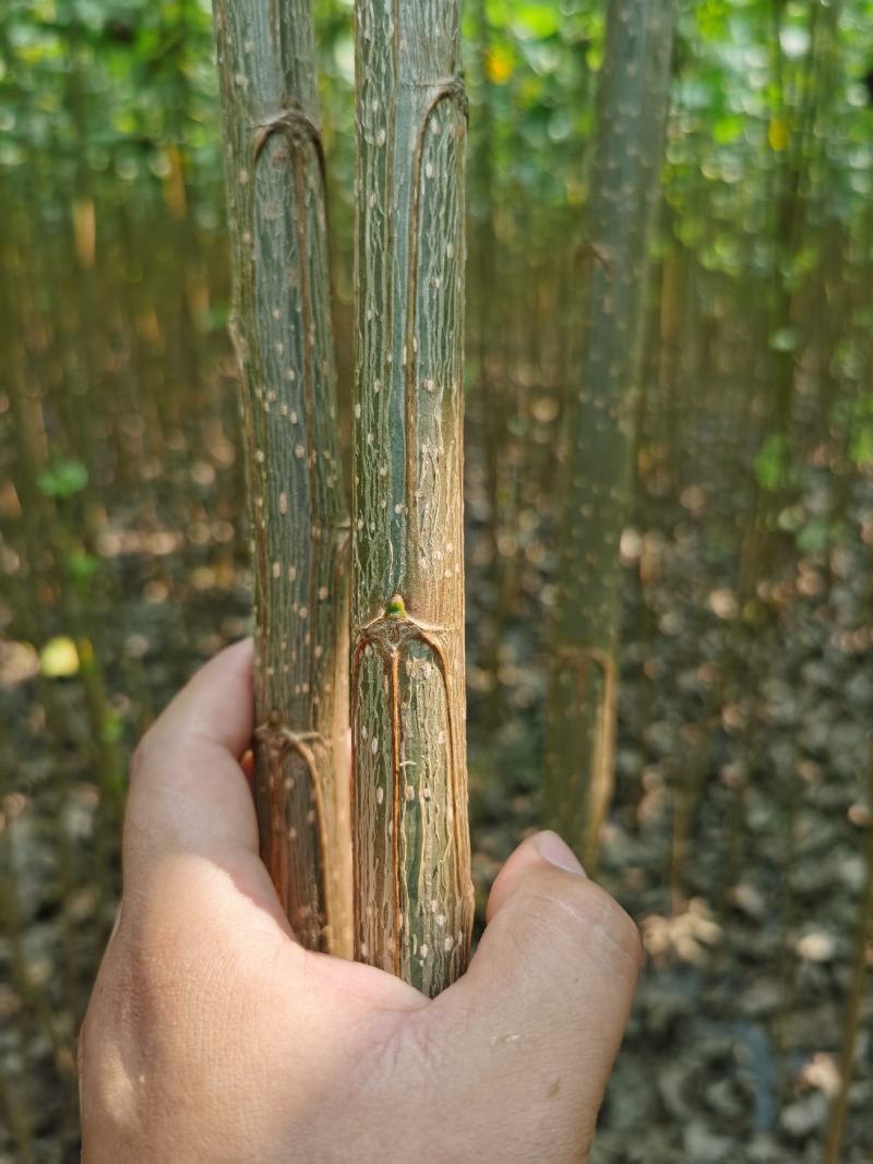 白杨树107速生杨树规格齐全基地直供