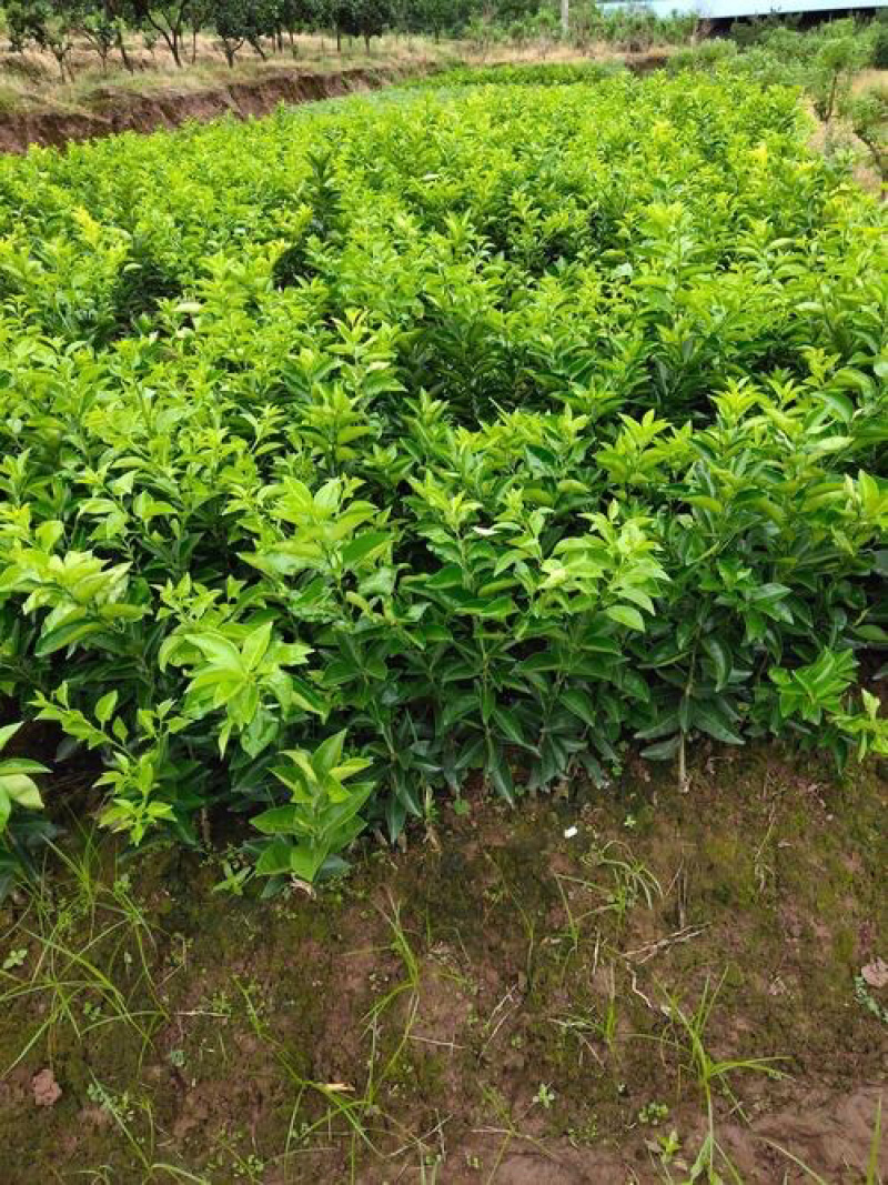 枳壳苗药枳壳药材种苗产地直销【批发+零售】技术指导