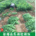 枳壳苗药枳壳药材种苗产地直销【批发+零售】技术指导