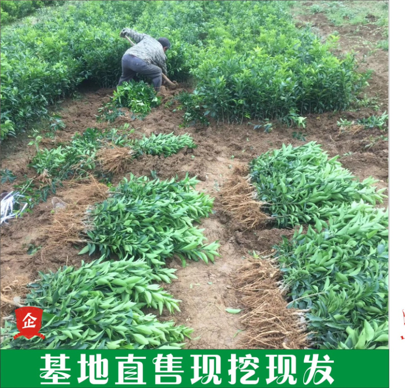 枳壳苗药枳壳药材种苗产地直销【批发+零售】技术指导