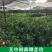枳壳苗药枳壳药材种苗产地直销【批发+零售】技术指导