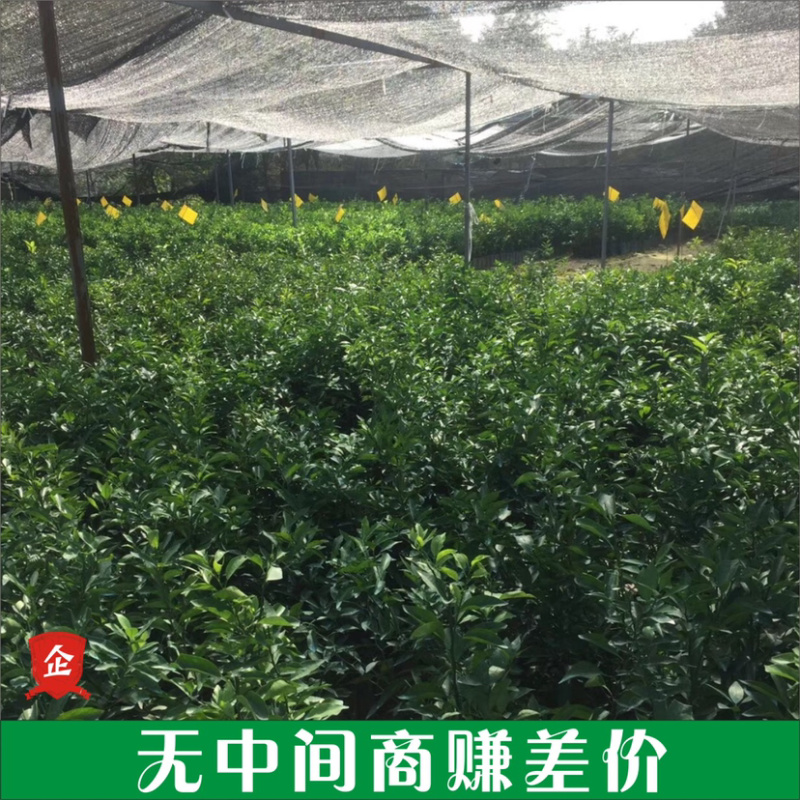 枳壳苗药枳壳药材种苗产地直销【批发+零售】技术指导