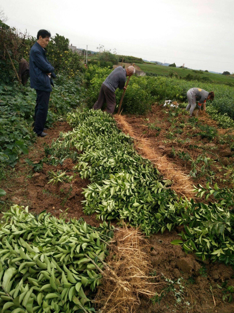 枳壳苗药枳壳药材种苗产地直销【批发+零售】技术指导