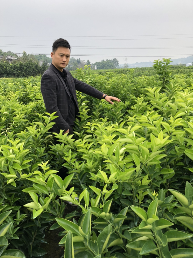 枳壳苗药枳壳药材种苗产地直销【批发+零售】技术指导