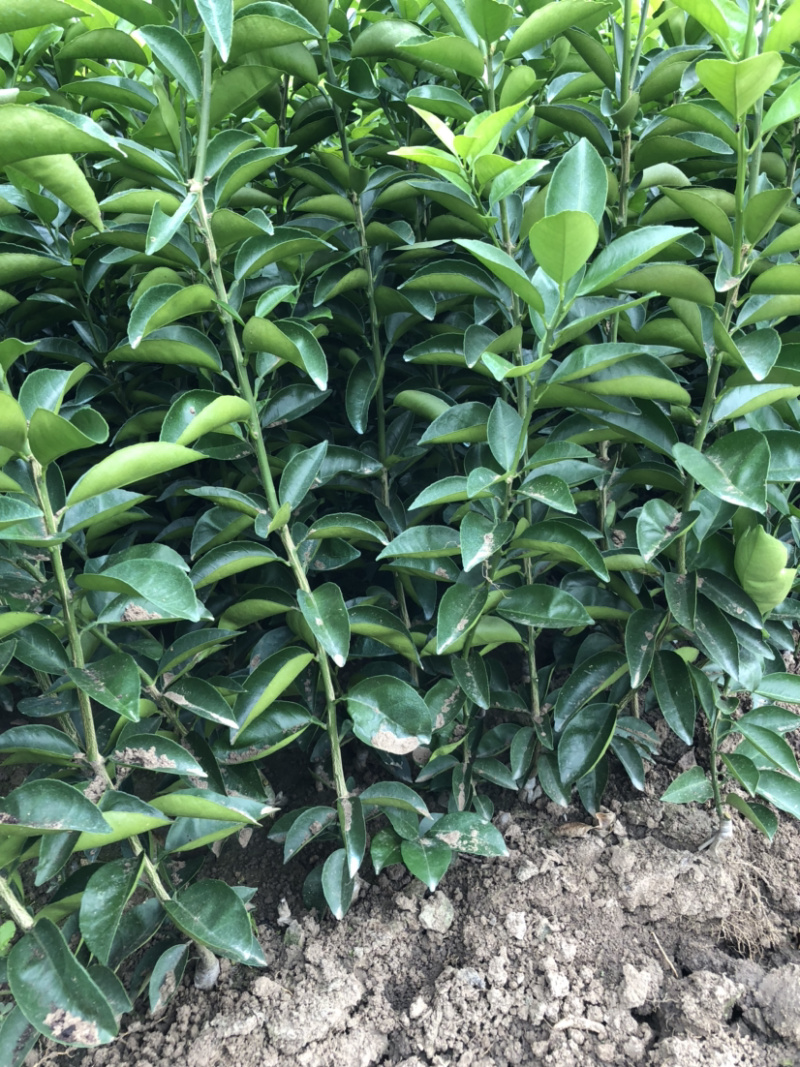 枳壳苗药枳壳药材种苗产地直销【批发+零售】技术指导