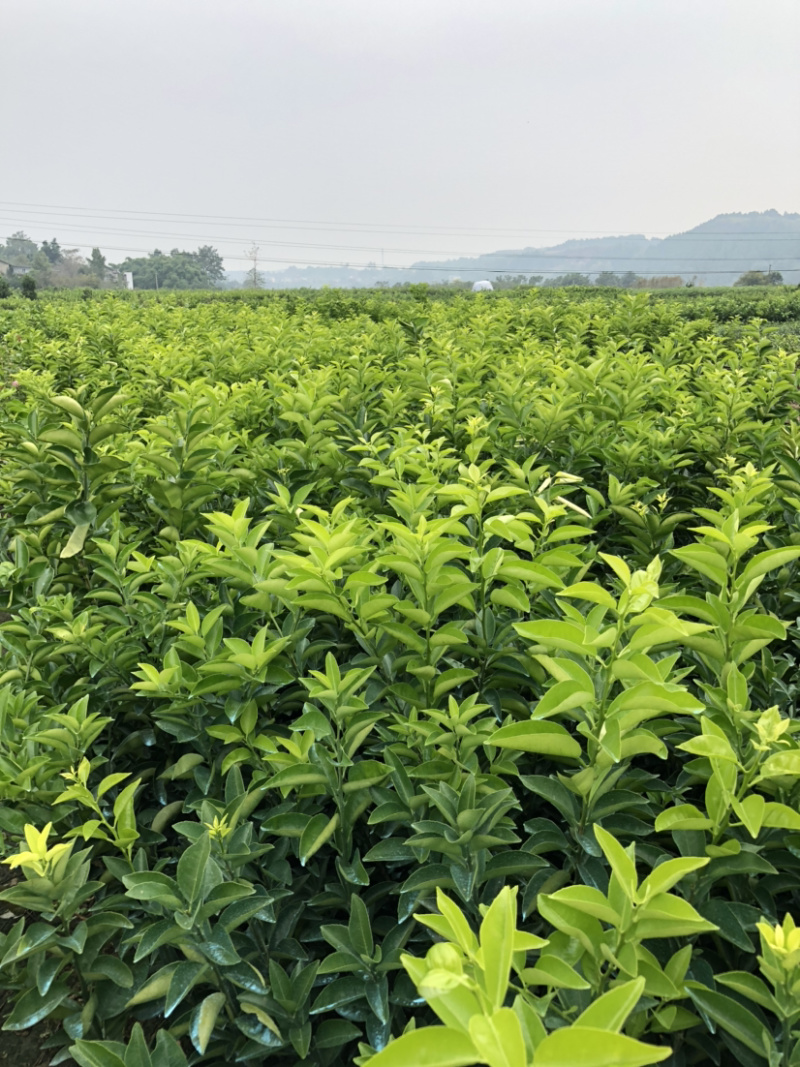 枳壳苗药枳壳药材种苗产地直销【批发+零售】技术指导
