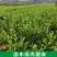枳壳苗药枳壳药材种苗产地直销【批发+零售】技术指导