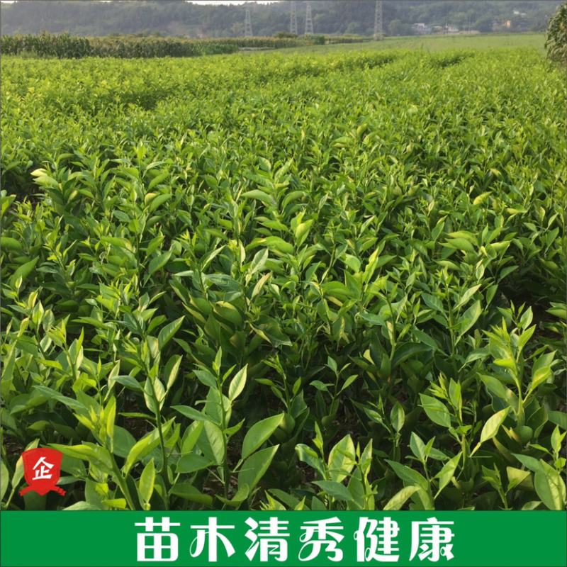枳壳苗药枳壳药材种苗产地直销【批发+零售】技术指导