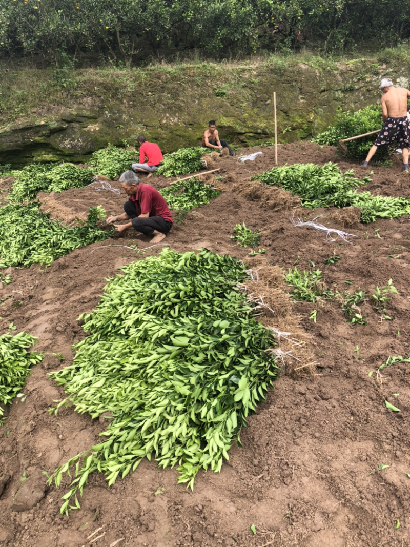 枳壳苗药枳壳药材种苗产地直销【批发+零售】技术指导